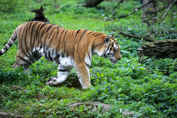 Amur tiger