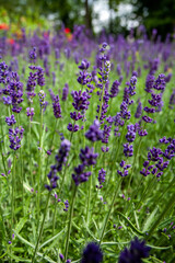 Vibrant lavender flowers are creating a truly beautiful and picturesque floral landscape that enchants the senses