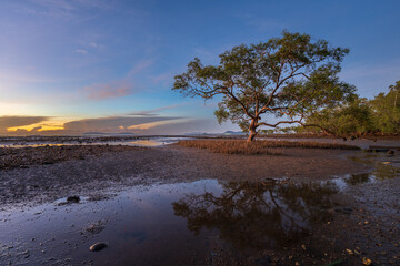 ฺBeautiful scenery of the mangrove habitat at Ban Pak Hat in Chumphon province, Thailand