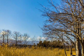 Obraz premium golden wheat field