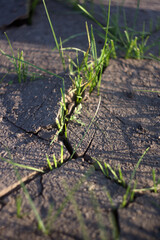 plant in soil
