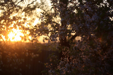 sunset in the woods