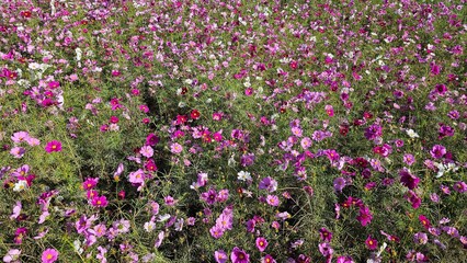 가을 야외공원 들판에 핀 분홍색, 자주색 코스모스
