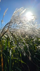 가을 야외공원 들판에 핀 억세 클로즈업