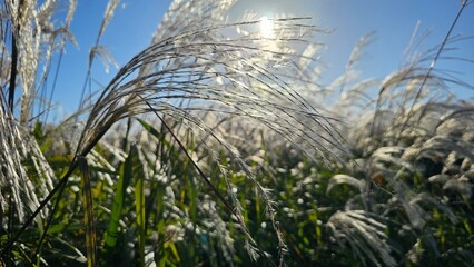 가을 야외공원 들판에 핀 억세 클로즈업