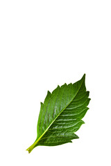 Green leaf isolated on white background