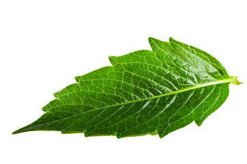 Obraz premium Green leaf isolated on white background