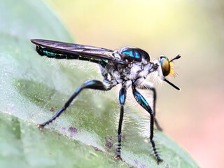 Close up of robber flies (Asilidae)