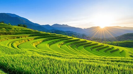 Lush green rice terraces under a bright sunset with mountains in the background.