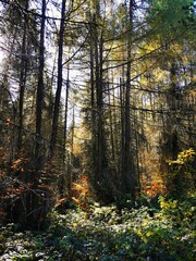 autumn in the forest