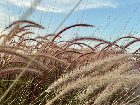 Photograph of cogon grass, showcasing its feathery tufts swaying in the breeze