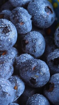 Fresh, juicy blueberry, drizzled with sweet water droplets. Perfect food for healthy diet and natural medicine. Realistic vitamin nutrition. Harvest delicious, sweet fruit