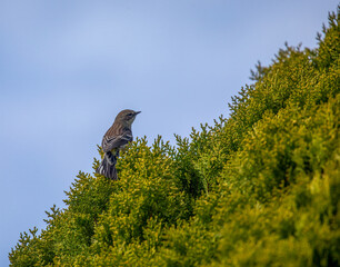 Yellow-Rumped Warbler 