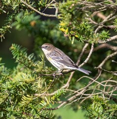 Fototapeta premium Yellow-Rumped Warbler 