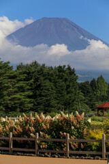 Japan&rsquo;s Mt. Fuji in summer season