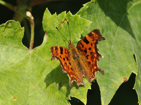 a orange comma butterfly resting on a leaf