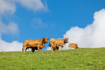 Beautiful cows grazing on a lush green hillside meadow.