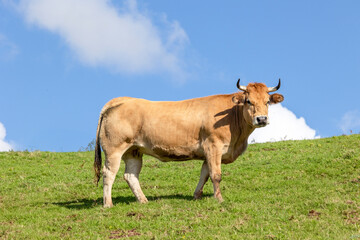 Beautiful cows grazing on a lush green hillside meadow.
