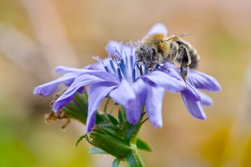 bee on flower