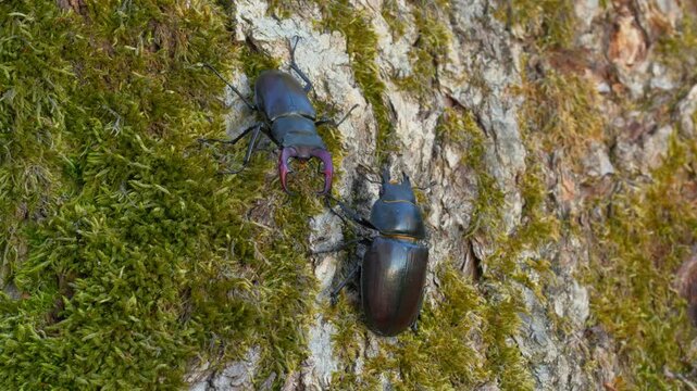 European stag beetle (Lucanus cervus) couple mating, bugs copulating