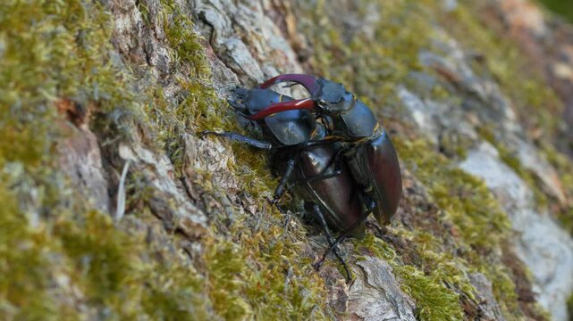 European stag beetle (Lucanus cervus) couple mating, bugs copulating