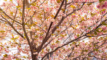 Beautiful pink cherry trees blooming extravagantly nature scene. Japanese Sakura