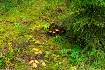 Mushrooms with brown caps growing from an old tree trunk covered with green moss in the forest.