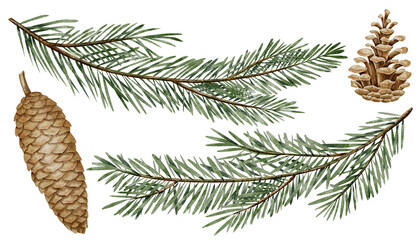 Fir branches set. Watercolor illustration of Christmas evergreen tree twigs and spruce and pine Cones. Drawing of coniferous plants for Xmas greeting cards or New Year invitations. Art for party.