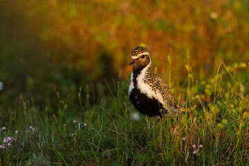 European golden plover standing in a summery bog during golden hour in Riisitunturi National Park,...