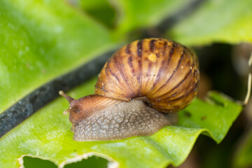 Majestic Snail on Leaf: A Close-Up of Nature's Beauty