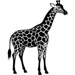 giraffe vector illustration