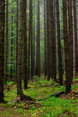 mysterious, weather, fantasy, peak, hill, sunshine, panoramic, sunny, colorful, leaf, sunbeams, sky, leaves, day, tourism, foggy, misty, wild, sunrise, landscape, forest, background, nature, environme