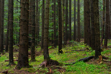 Mountain coniferous forest in autumn. Morning mist in autumn deciduous forest