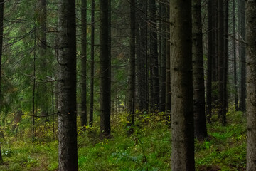 mysterious, weather, fantasy, peak, hill, sunshine, panoramic, sunny, colorful, leaf, sunbeams, sky, leaves, day, tourism, foggy, misty, wild, sunrise, landscape, forest, background, nature, environme
