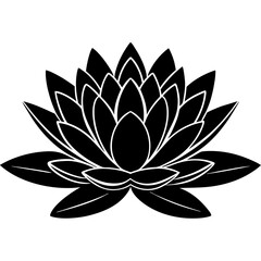 white lotus flower
