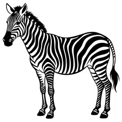 zebra vector illustration