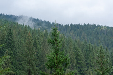 Morning fog in the forest. Misty spruce forest with low clouds in mountains. Natural background and atmospheric weather conditions with fog
