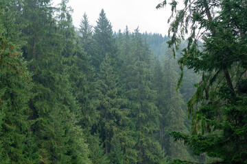 Mountain coniferous forest in autumn. Morning mist in autumn deciduous forest