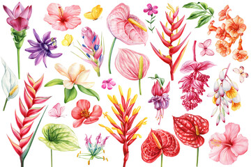 Hand-painted watercolor tropical flower. Exotic paradise botanical set heliconia magnolia anthurium, hibiscus. Flora art