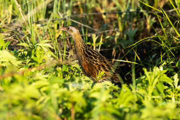 Corn crake walking in the middle of tall grass on a springtime meadow in rural Estonia, Northern...