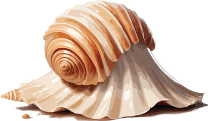 seashell isolated on white background
