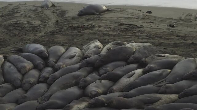 A large group of elephant seals are packed together on the sandy beach, resting and huddling closely. One lone seal lies further up on the sand, away from the main group near the water
