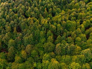 Naklejka premium Beautiful Colored Forest Seen from Above. Aerial Drone Footage of Black Sea Forest in Turkey in Autumn Shot by a Drone. High Quality Photo.
