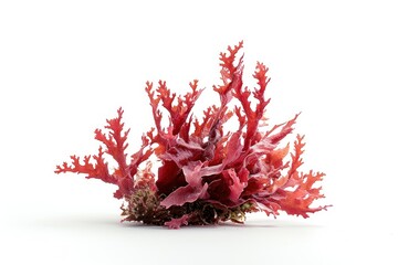 Red algae red white background underwater.