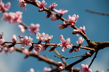 blüte baum himmel pink