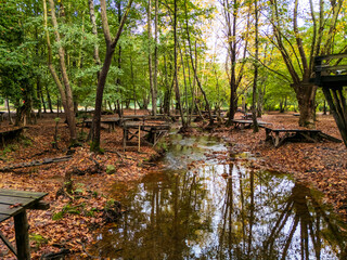 Autumn Trees in the Forest