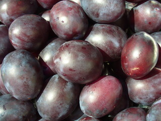 Ripe fruits of plums Prunus domestica clean after washing with water - natural fruits background, close-up shot. Topics: natural vitamins, tasty, health, diet, food, meal, cultivation, vegetarian