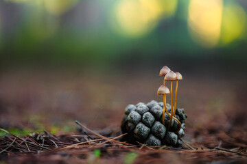 Mushrooms Growing on Pine Cone in Forest