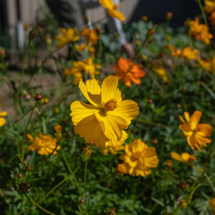 庭先のコスモス