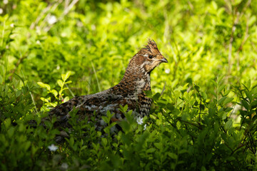 Female Hazel grouse standing in the middle of lush and green Wild blueberry shrubs on a summer day in an old-growth forest of Valtavaara near Kuusamo, Northern Finland	